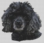 Black Miniature Poodle (image for) Black Miniature Poodle